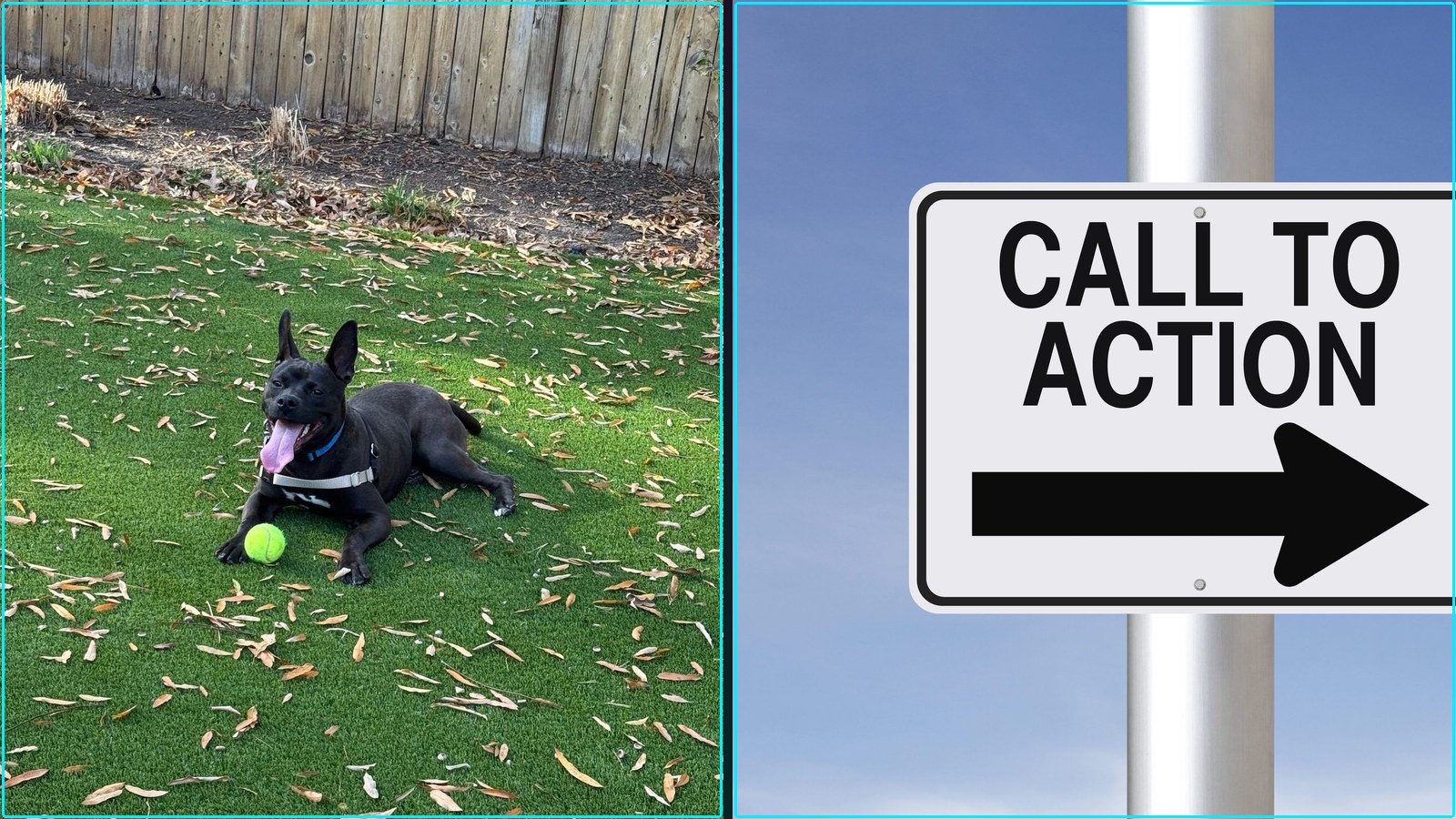 Intellectual property law: patents, Other Barks Bites Friday June 26 EPO Study, and more.